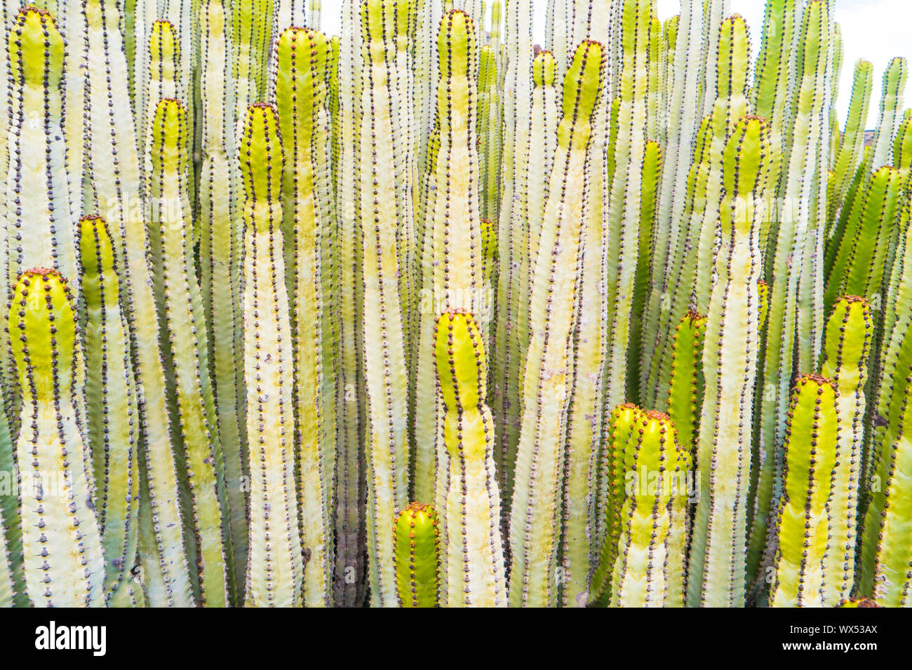 Vista ravvicinata di molti tronchi di cactus di euforbia Foto Stock