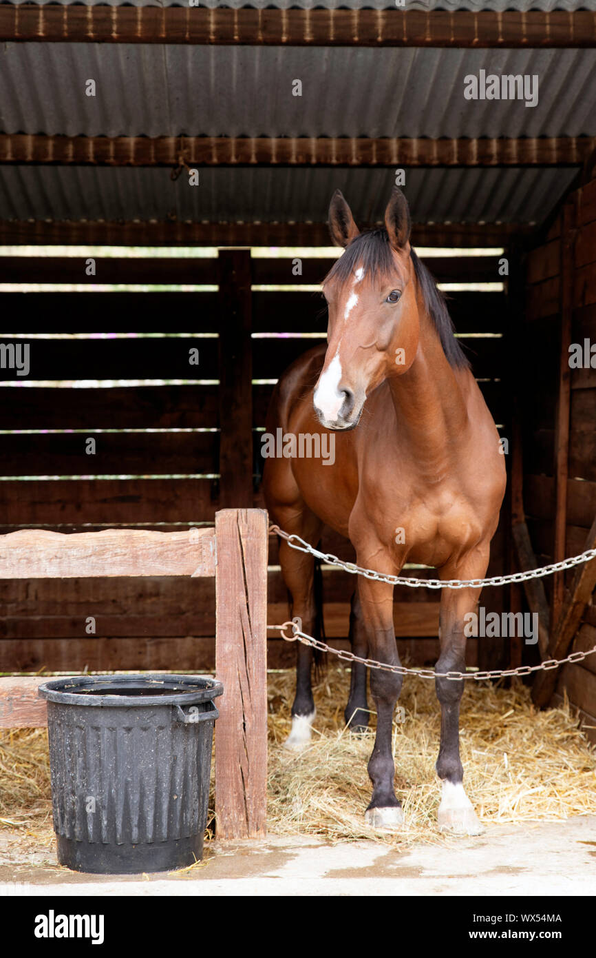 Un cavallo marrone nel suo box Foto Stock