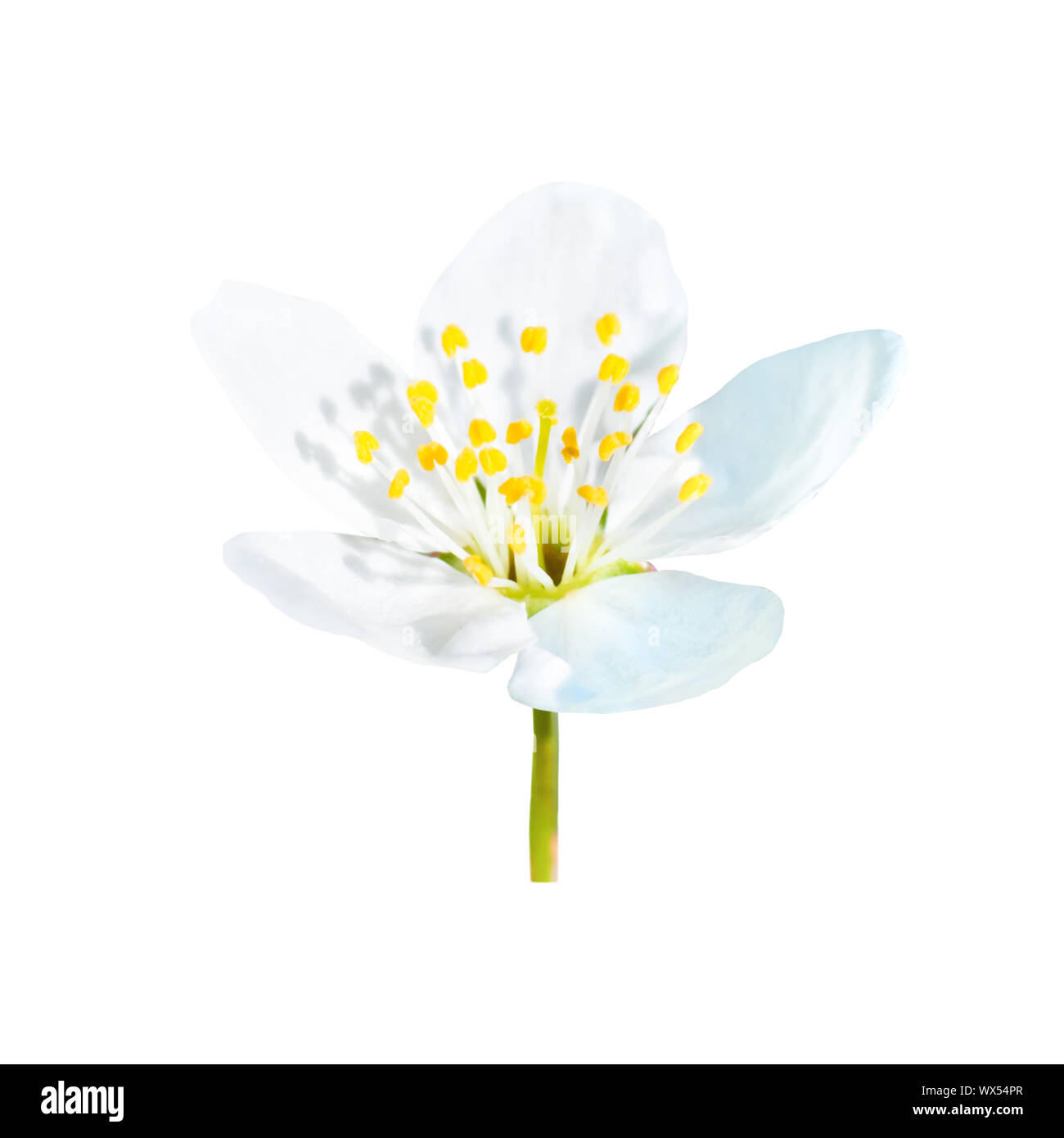 Molla bianca fioritura fiore di primavera Foto Stock