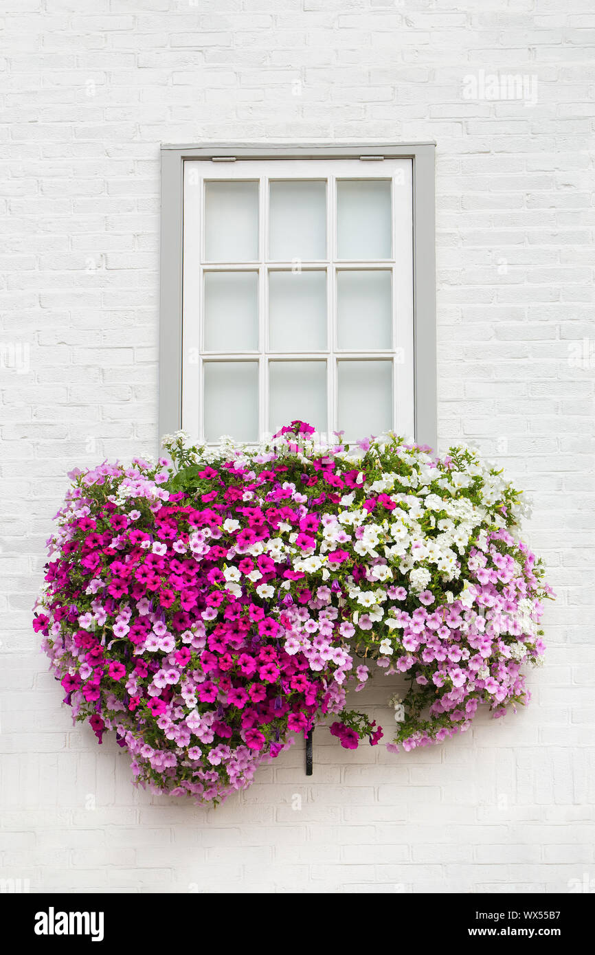 Facciata bianca con finestra e fiori in cassetta per fiori Foto Stock