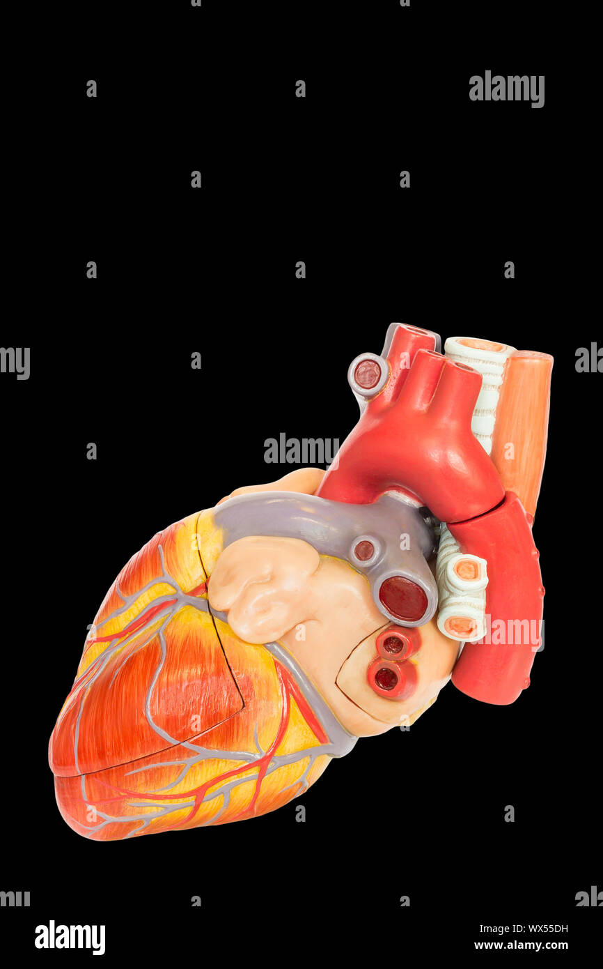 Vista laterale del cuore umano modello su sfondo nero Foto Stock