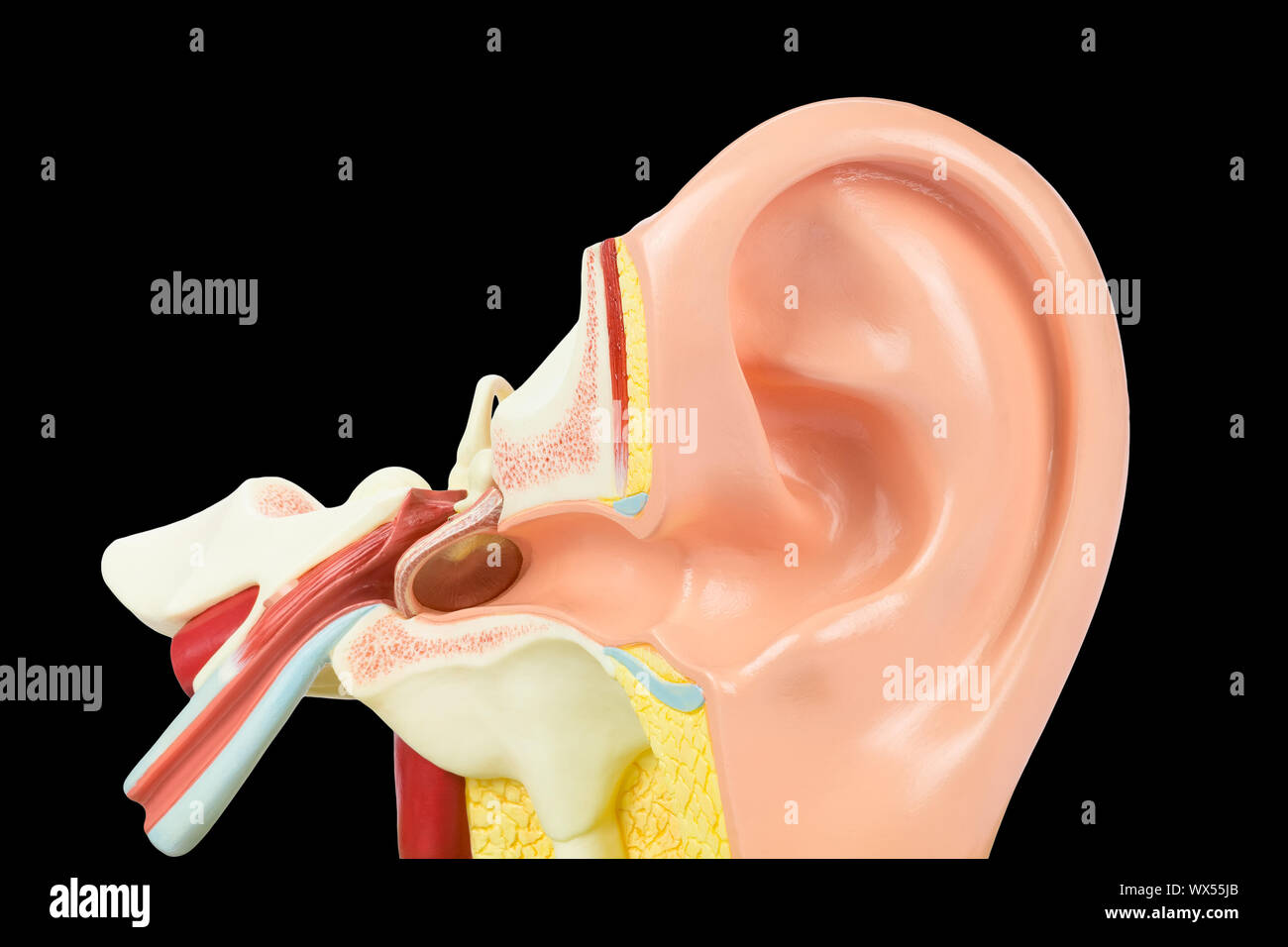 All'interno di un orecchio umano modello su sfondo nero Foto Stock