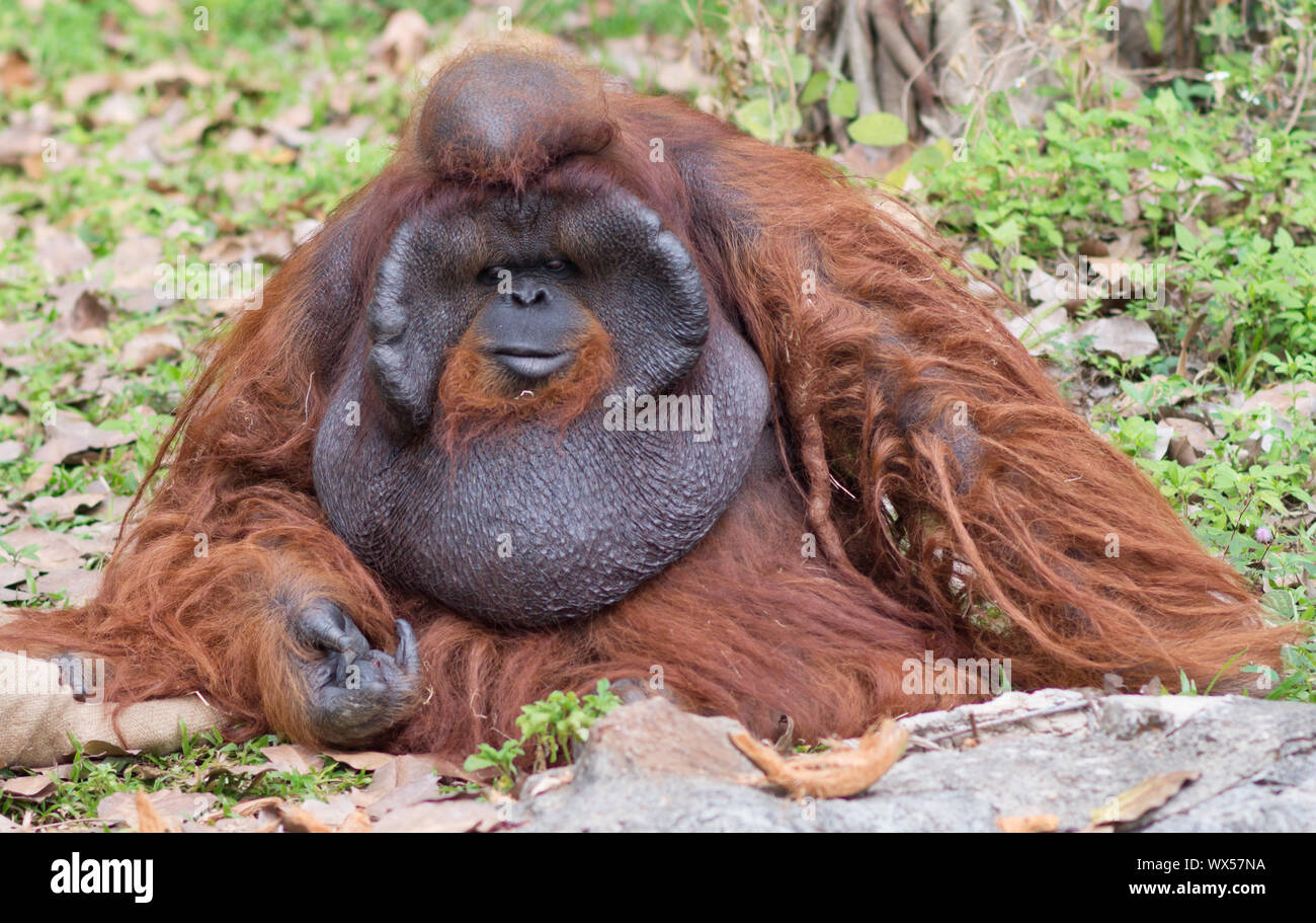 Grande orangutan maschio Foto Stock