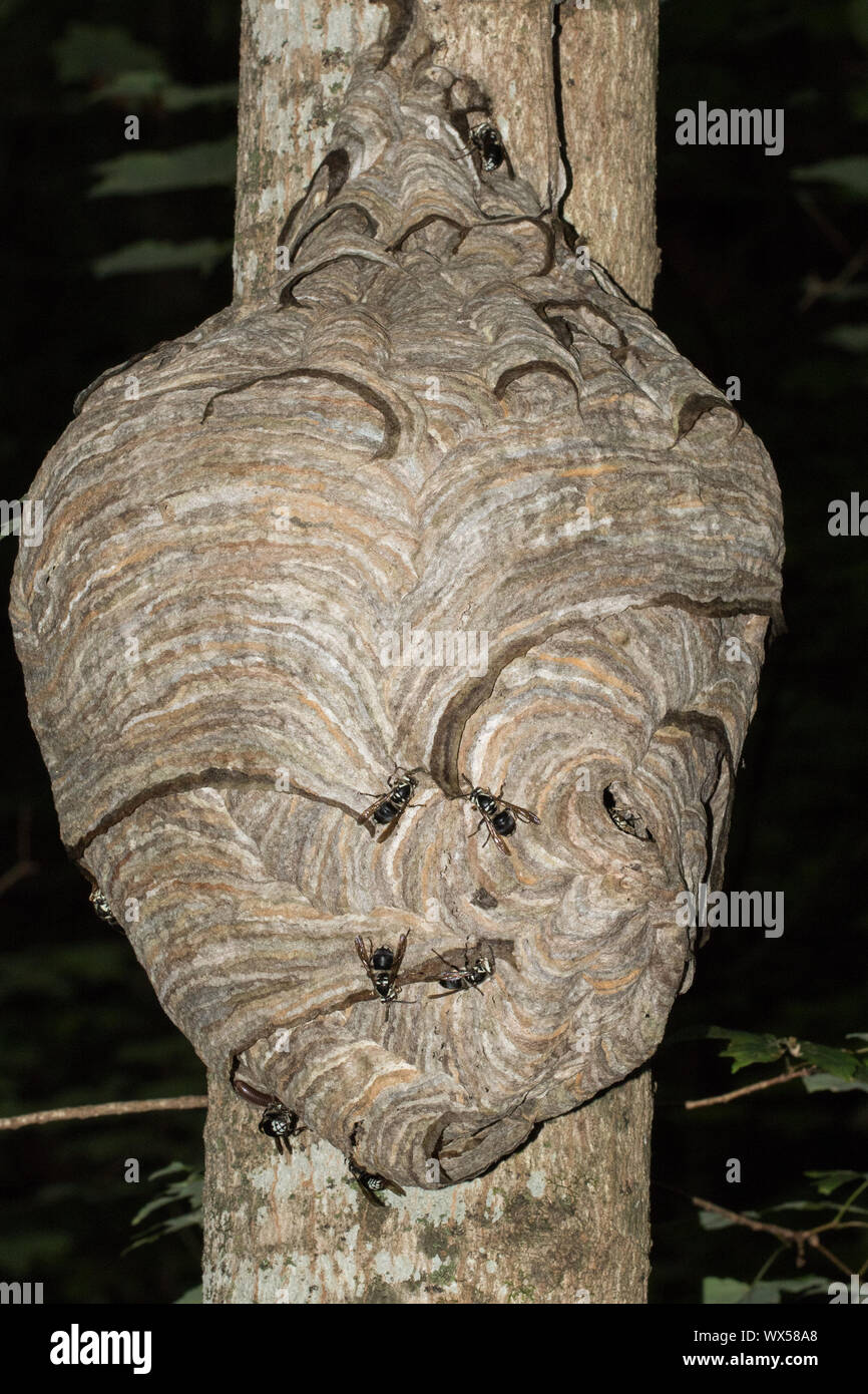 Bald-di fronte calabroni, Dolichovespula maculata, aggiunta di carta per i loro nidi. Foto Stock