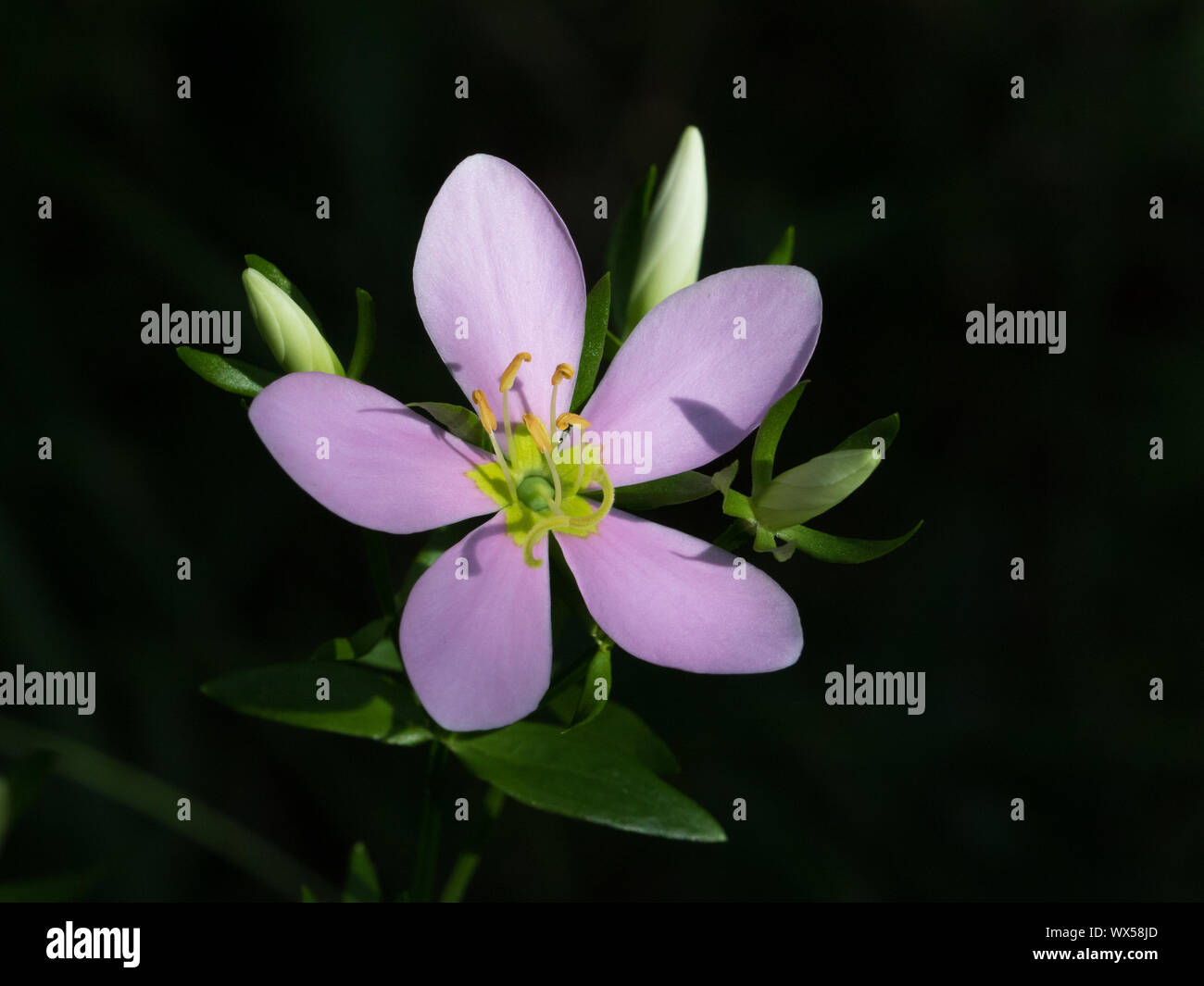 Close-up di un sabatia, Sabatia angularis, fiore. Foto Stock