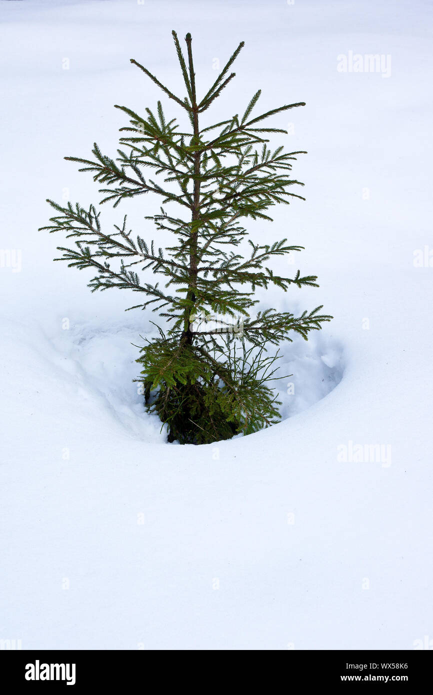 La conifera cresce attraverso la neve Foto Stock