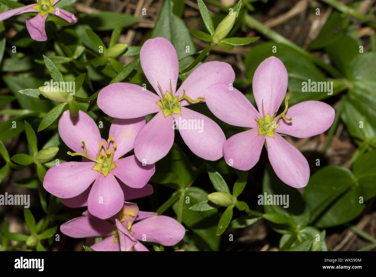 Close-up di un sabatia, Sabatia angularis, fiore. Foto Stock
