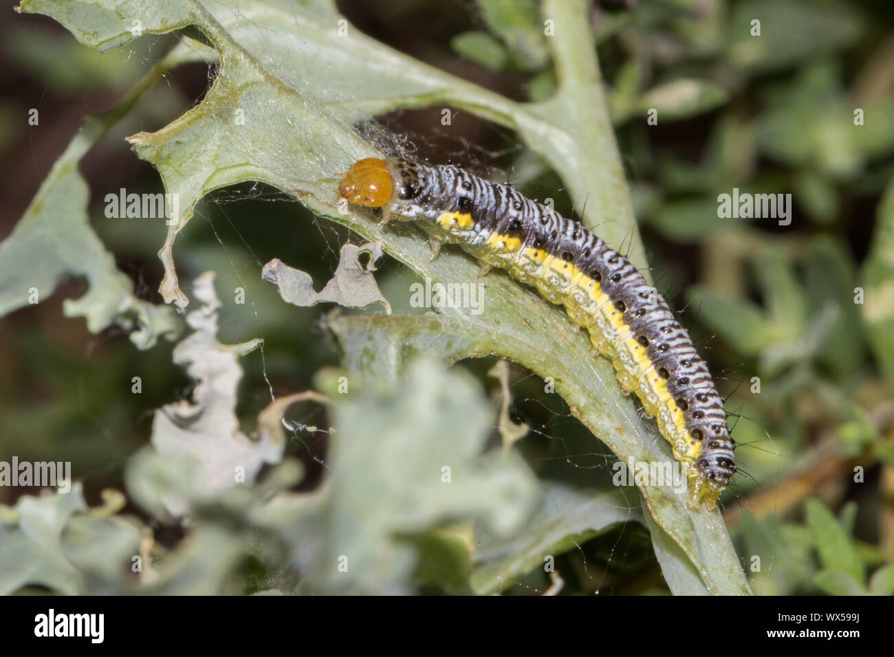 Close-up di un cross-striped worm di cavolo, Evergestis rimoselis, si nutrono di kale. Foto Stock