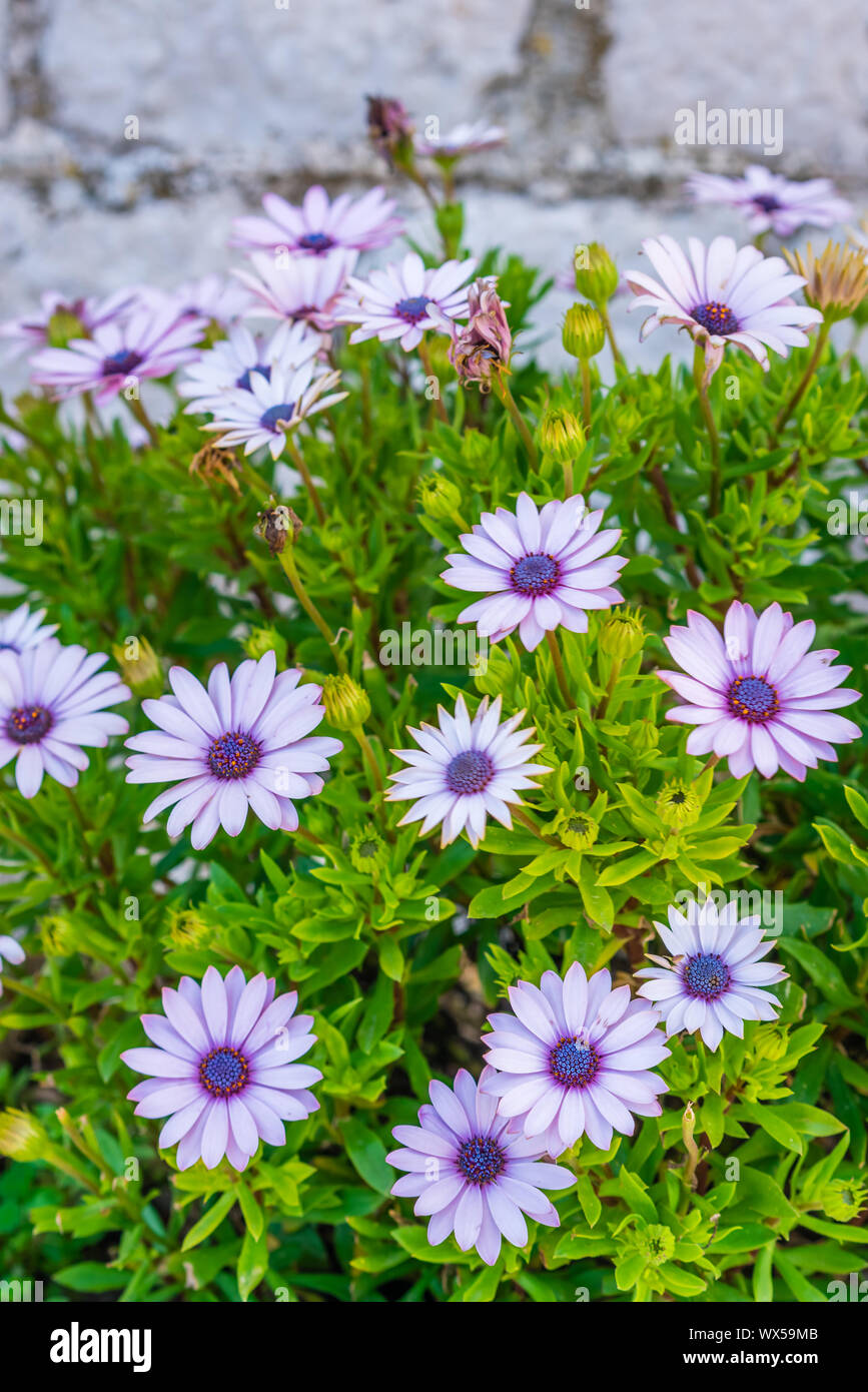 Daisy Osteospermum ecklonis fiori Foto Stock