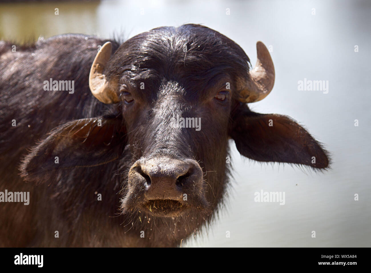 Bufalo indiano giovani, ritratto Foto Stock