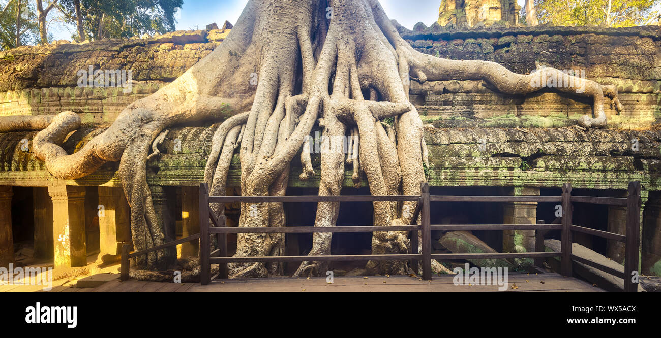 Ta Prohm tempio. Siem Reap. Cambogia. Panorama Foto Stock
