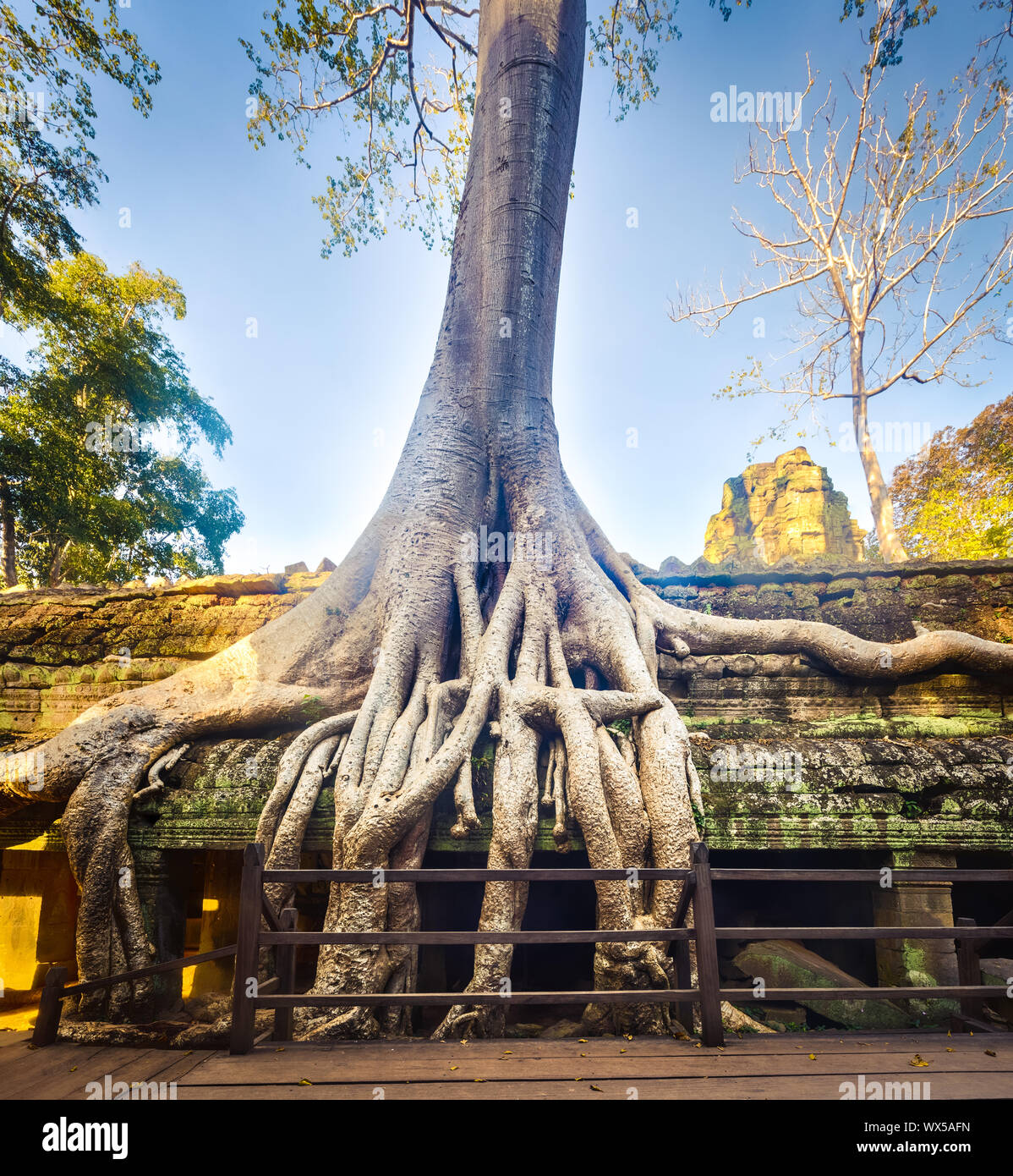 Ta Prohm tempio. Siem Reap. Cambogia Foto Stock