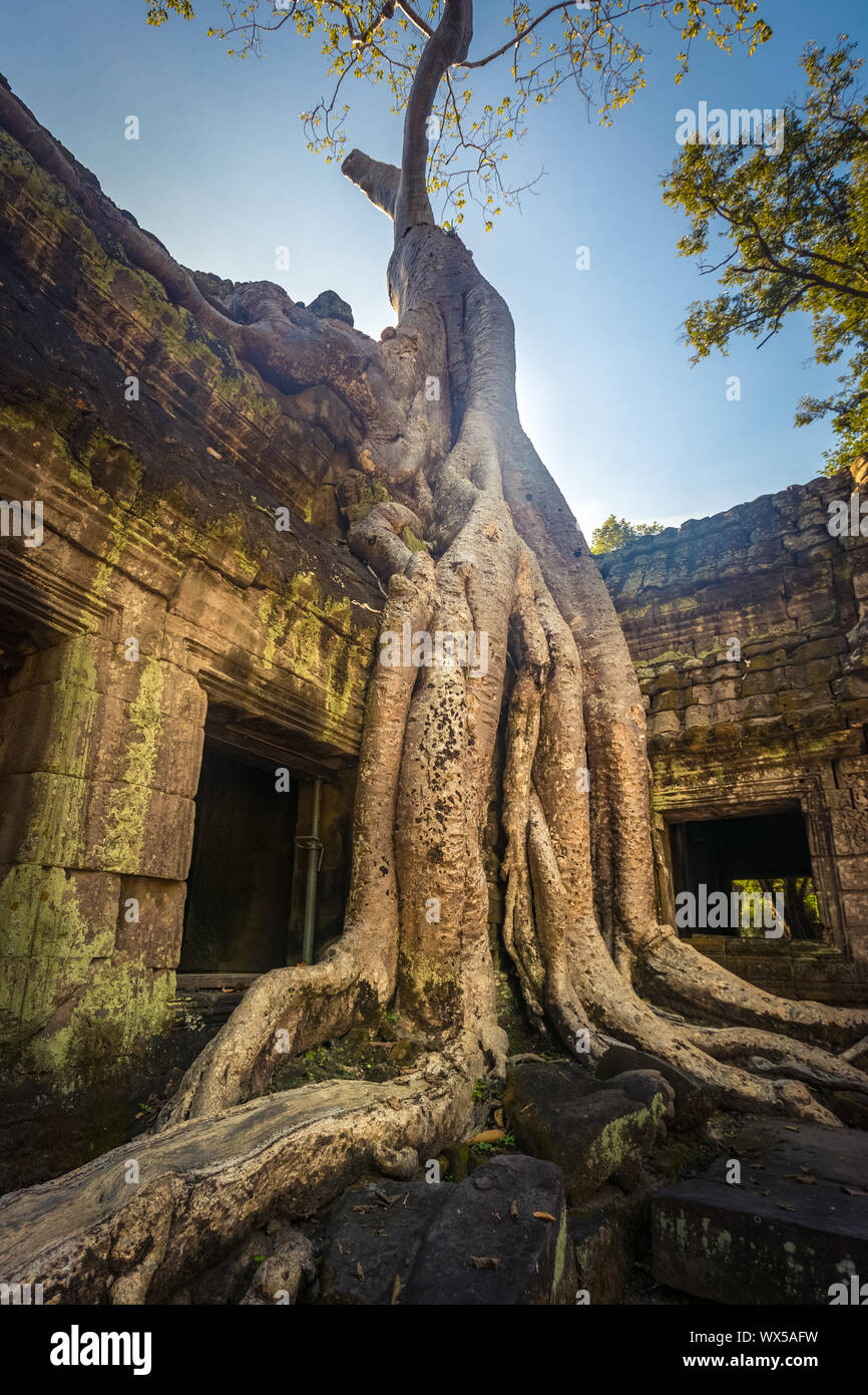 Ta Prohm tempio. Siem Reap. Cambogia Foto Stock