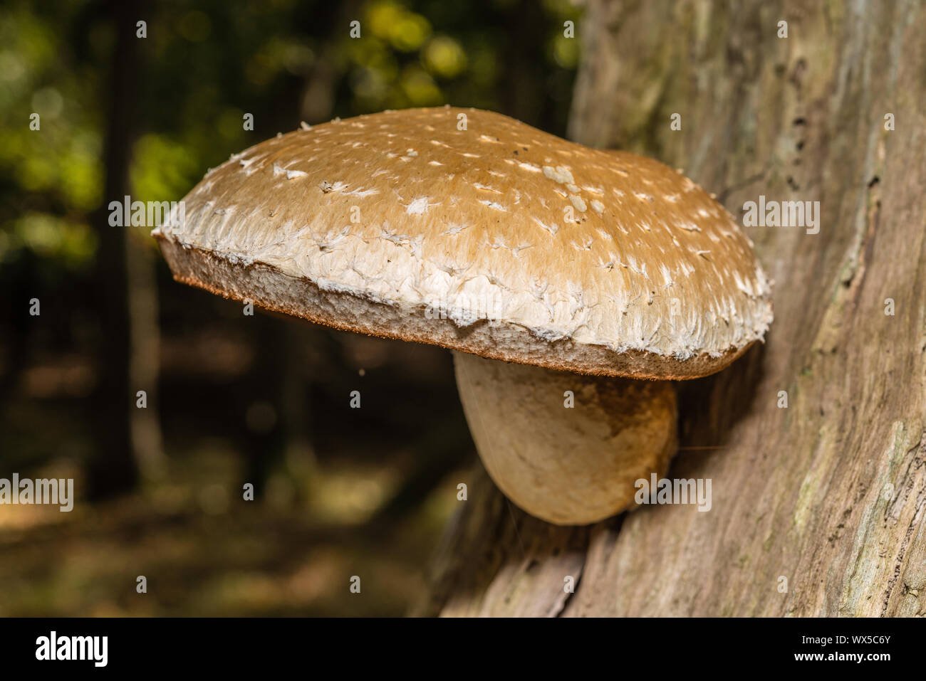 Fotografia macro close up di bellissimi funghi nei boschi in autunno con moss Foto Stock