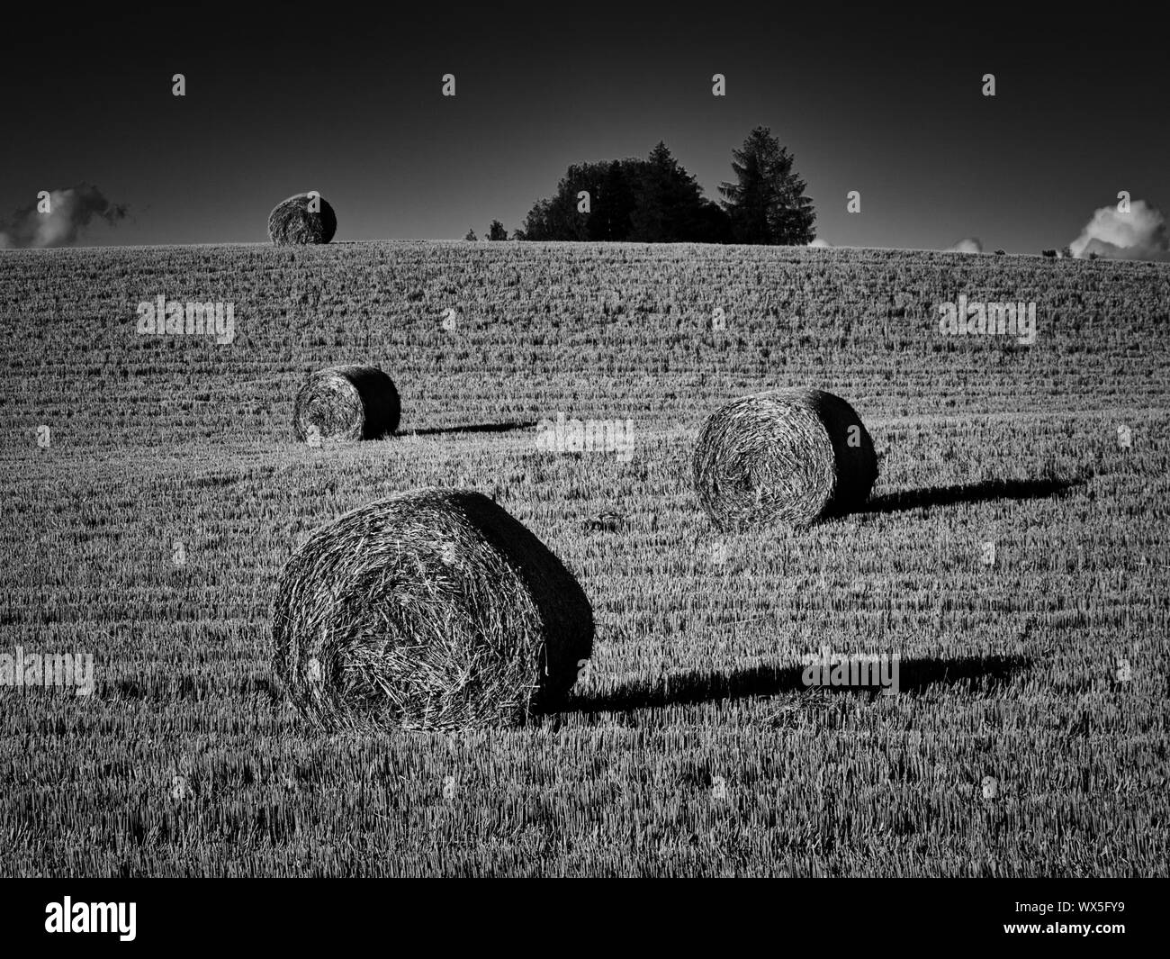 Cornfield in bianco e nero. Foto Stock
