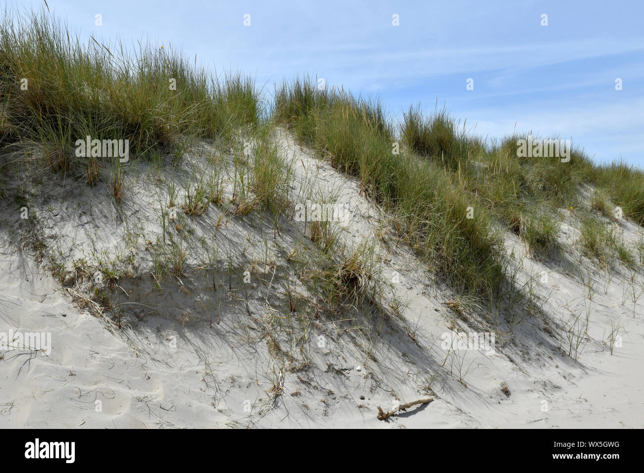 Una duna parzialmente coperta di erba sull'isola di Texel (Paesi Bassi) Foto Stock