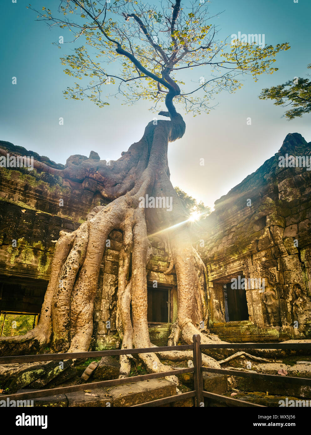 Ta Prohm tempio. Siem Reap. Cambogia Foto Stock