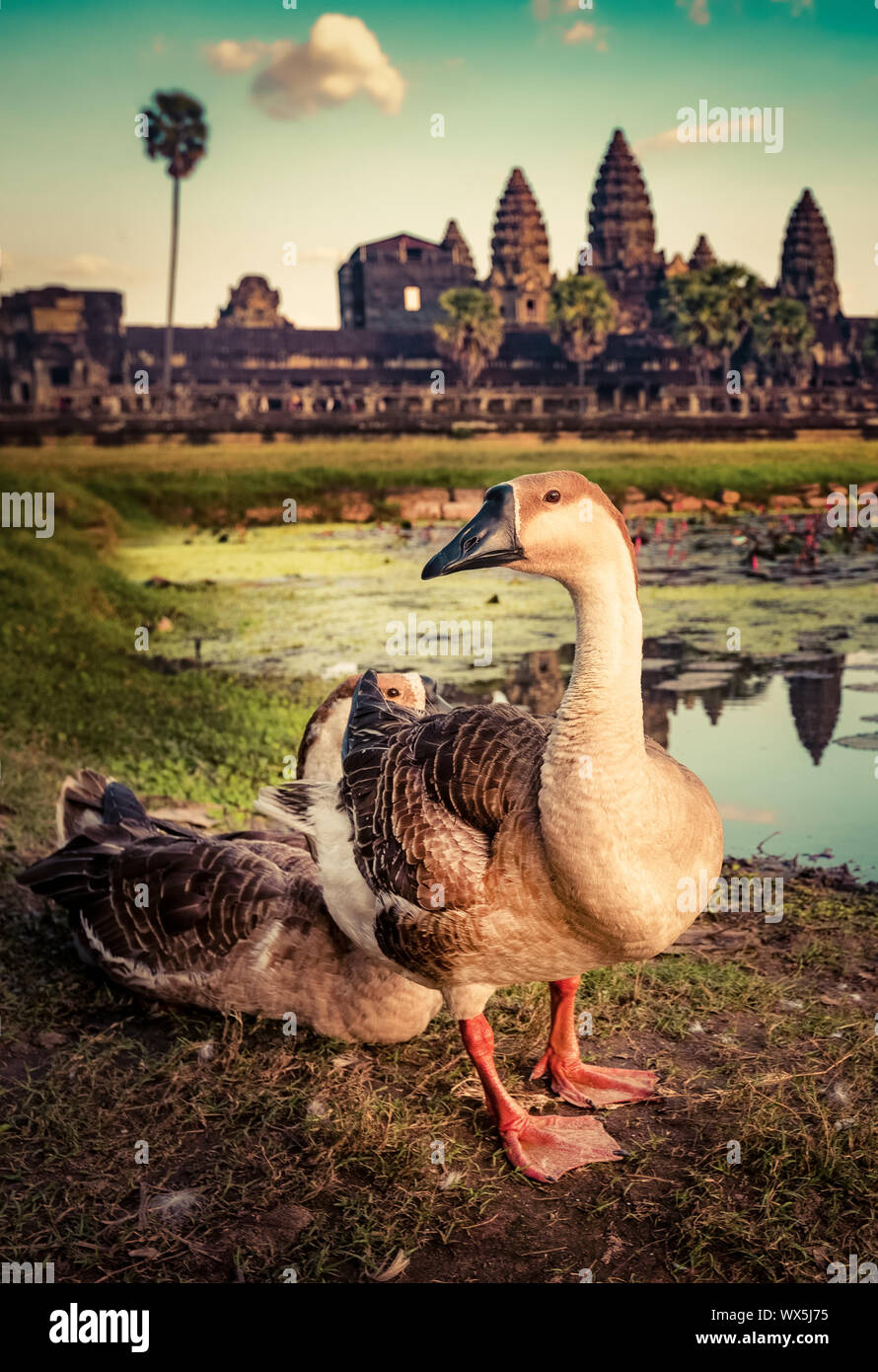 Angkor Wat al tramonto. Siem Reap. Cambogia Foto Stock