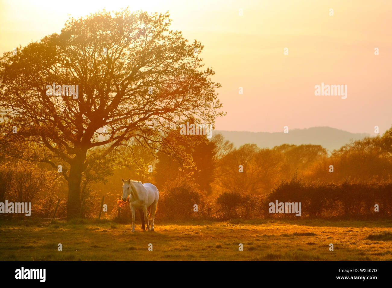 Cavallo bianco in un paddock al tramonto. Foto Stock