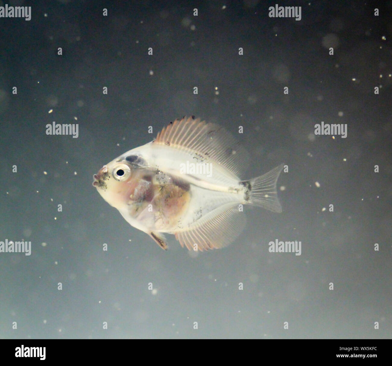 Ritratto di un pesce discus baby Foto Stock