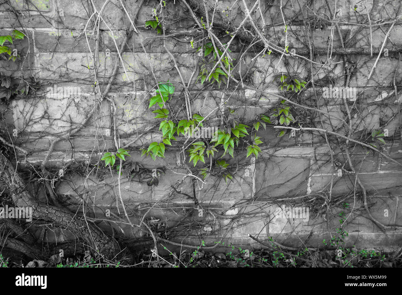 Muro di mattoni con impianto di vitigno bianco nero verde Foto Stock