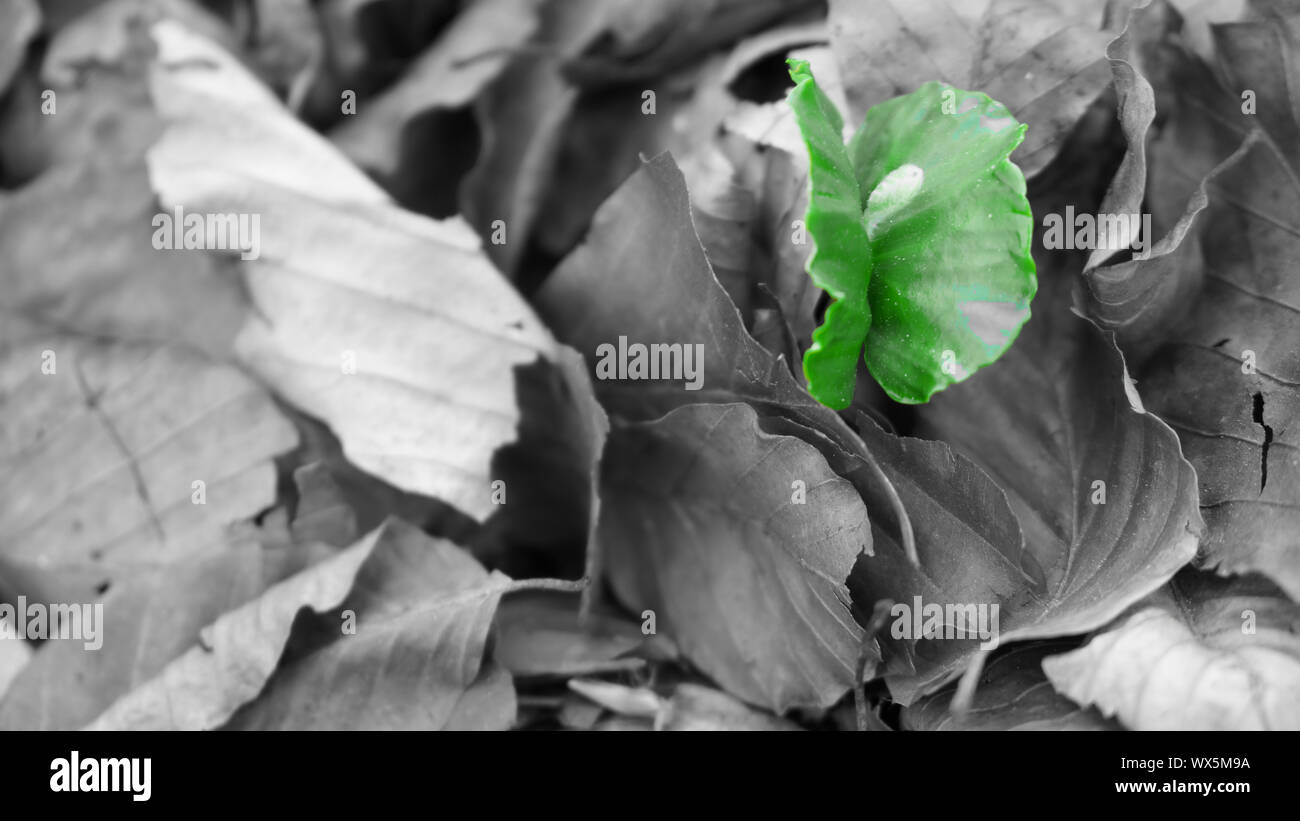 Il faggio di germe di seme crescendo attraverso nero foglia verde bianco Foto Stock