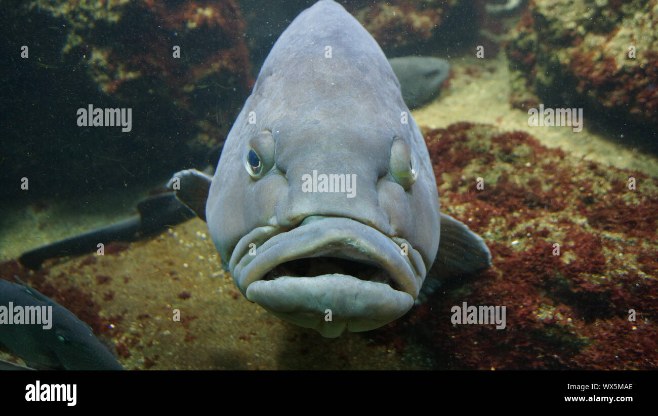 Crumpy guardando il grande pesce grigio Foto Stock