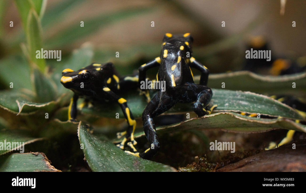 Poco poison dart frogs su una foglia giallo nero Foto Stock
