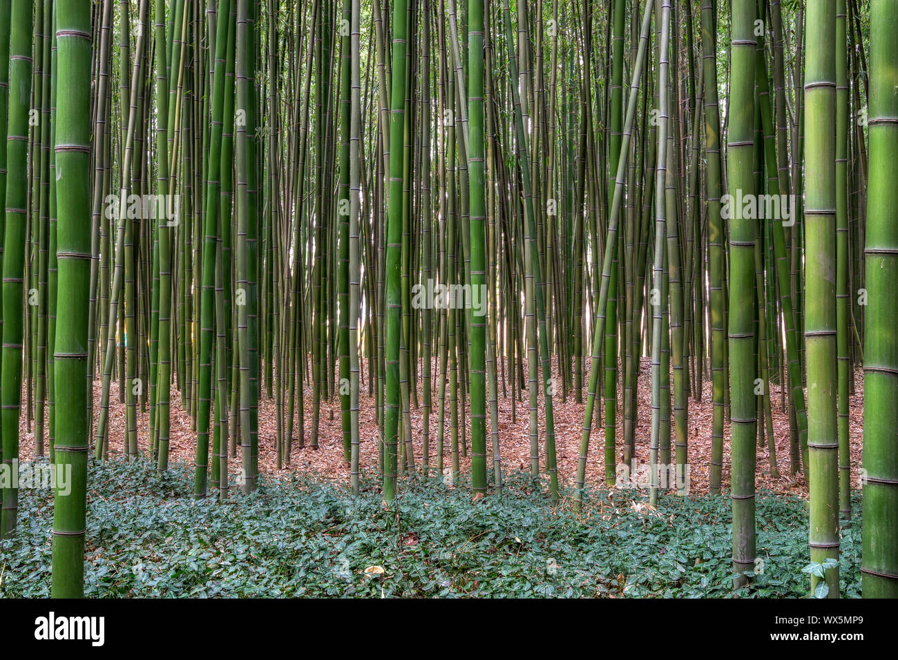 Taehwagang Simnidaebat parco foresta di bamboo Foto Stock