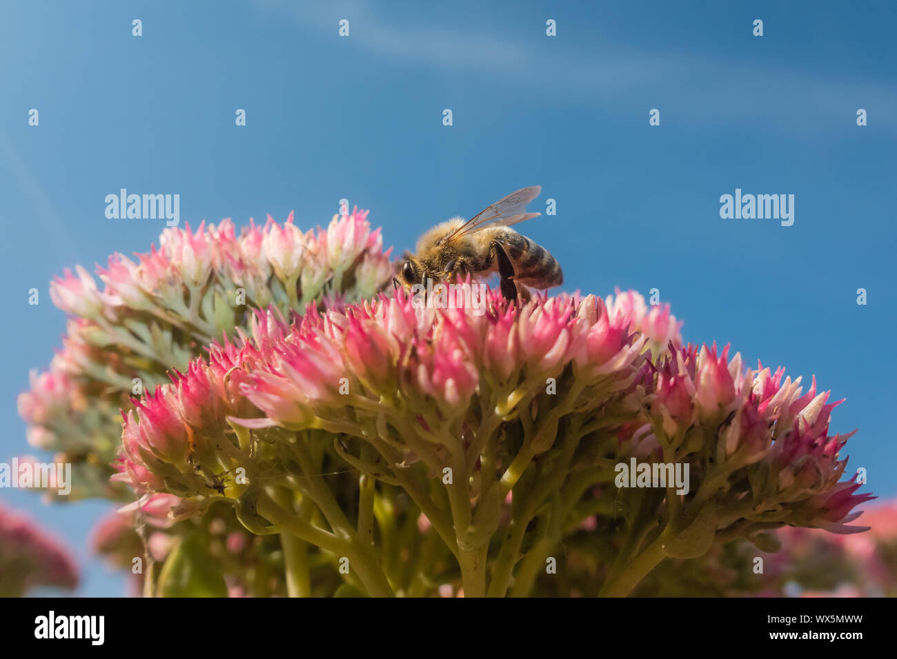 Piccola ape per raccogliere il polline in primavera Foto Stock
