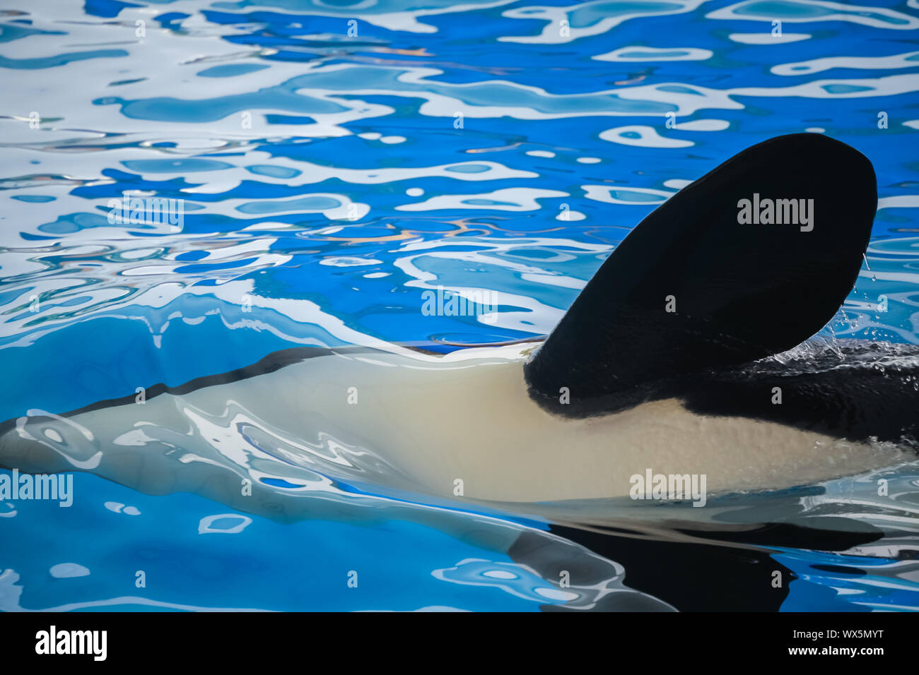 In prossimità di una pinna di un orca Foto Stock