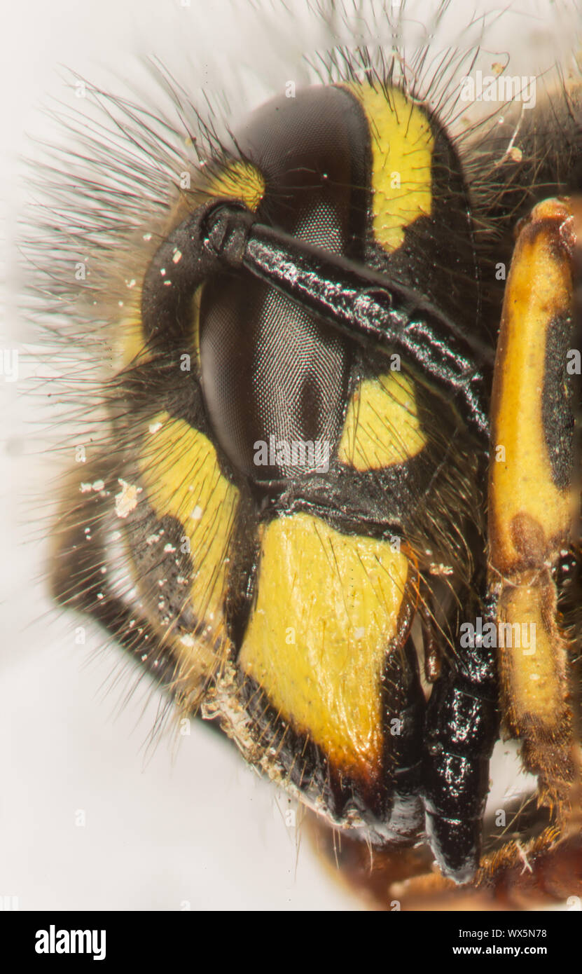 Testa con antenne e occhi composti di una vespa Foto Stock