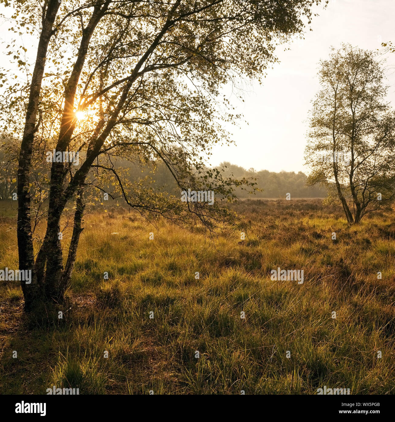 Riserva naturale Zwillbrocker Venn nelle prime ore del mattino, Vreden, Muensterland, Germania, Europa Foto Stock