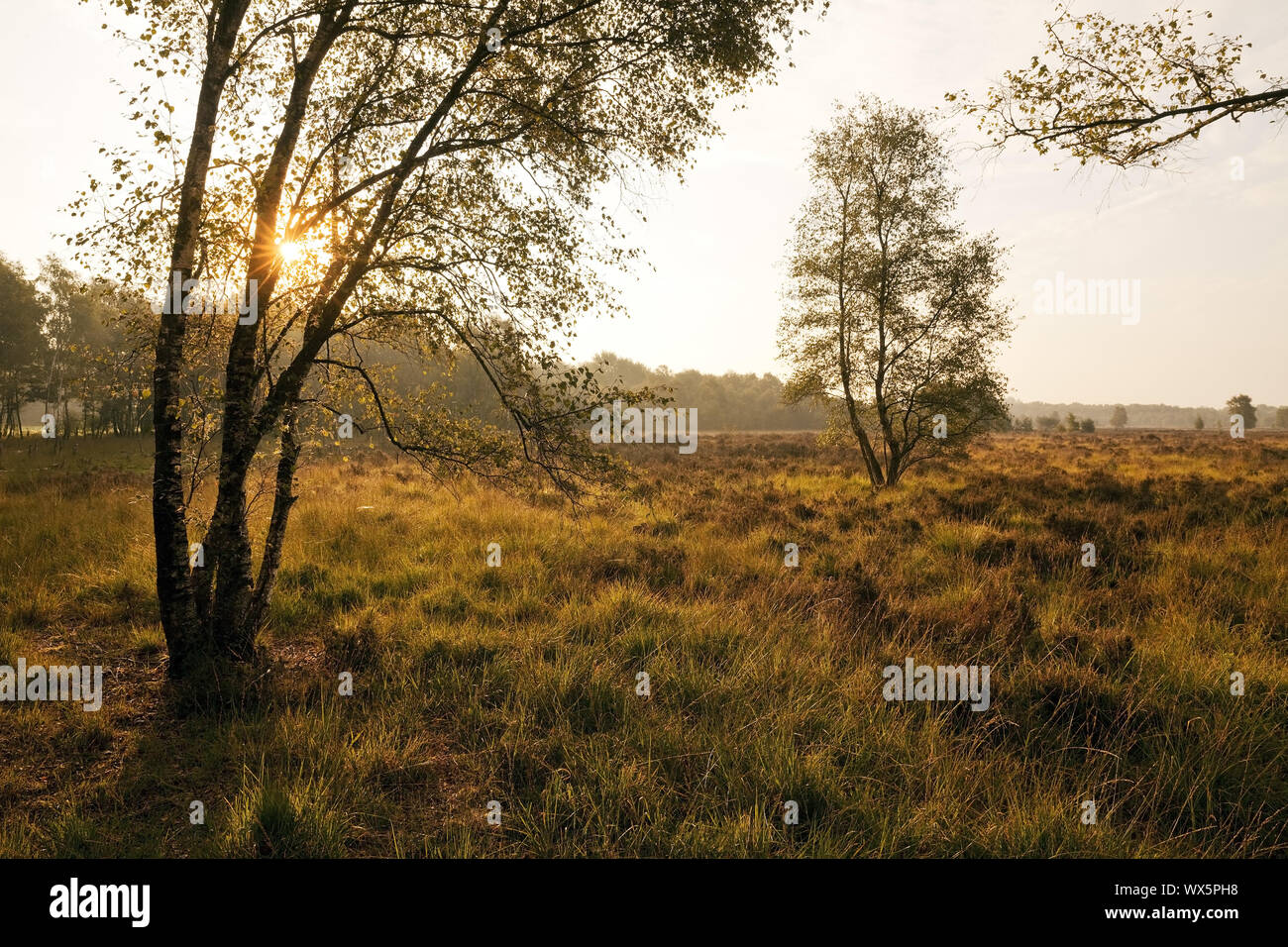 Riserva naturale Zwillbrocker Venn nelle prime ore del mattino, Vreden, Muensterland, Germania, Europa Foto Stock