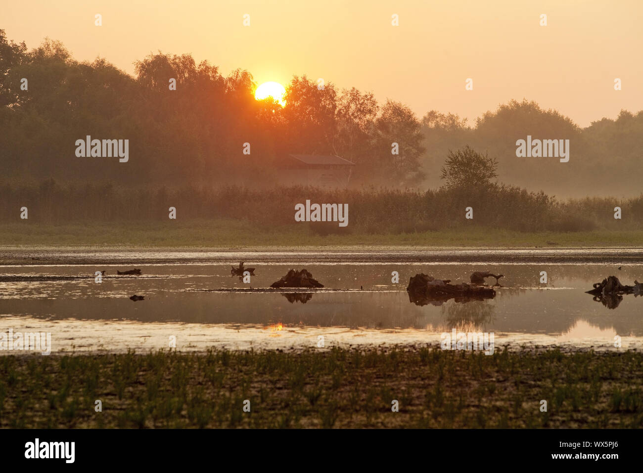 Riserva naturale Zwillbrocker Venn a sunrise, Vreden, Muensterland, Germania, Europa Foto Stock