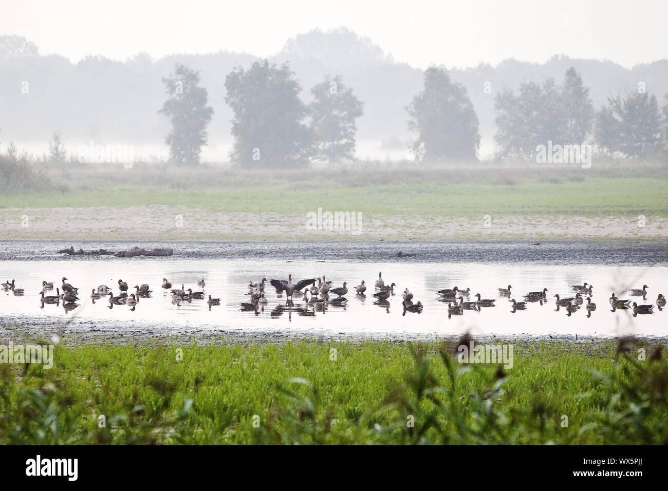 Anatre in uno stagno nella riserva naturale Zwillbrocker Venn, Vreden, Muensterland, Germania, Europa Foto Stock