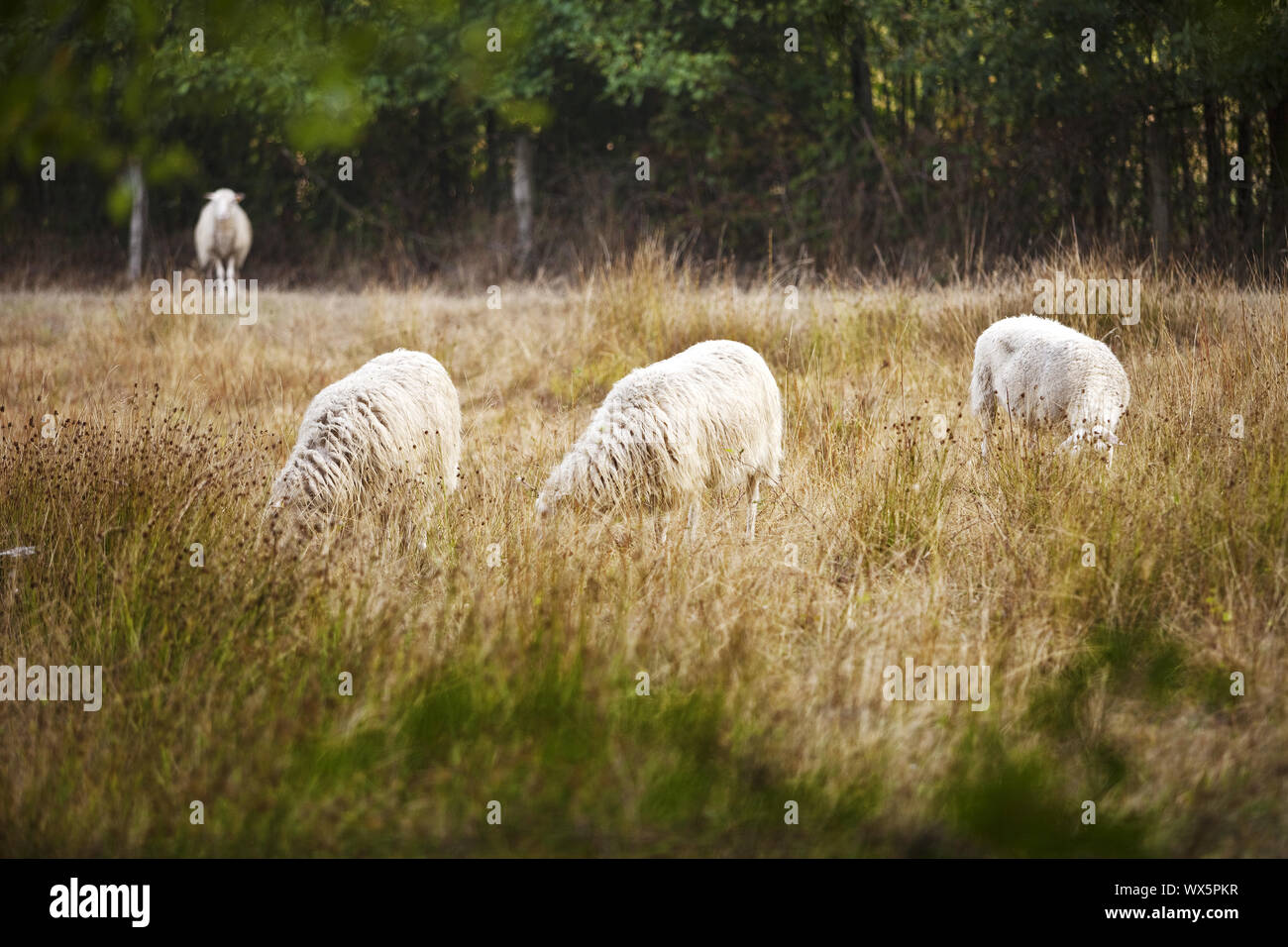 Gli animali domestici delle specie ovina (Ovis ammon f. aries), che pascolano nella riserva naturale Zwillbrocker Venn, Vreden Foto Stock