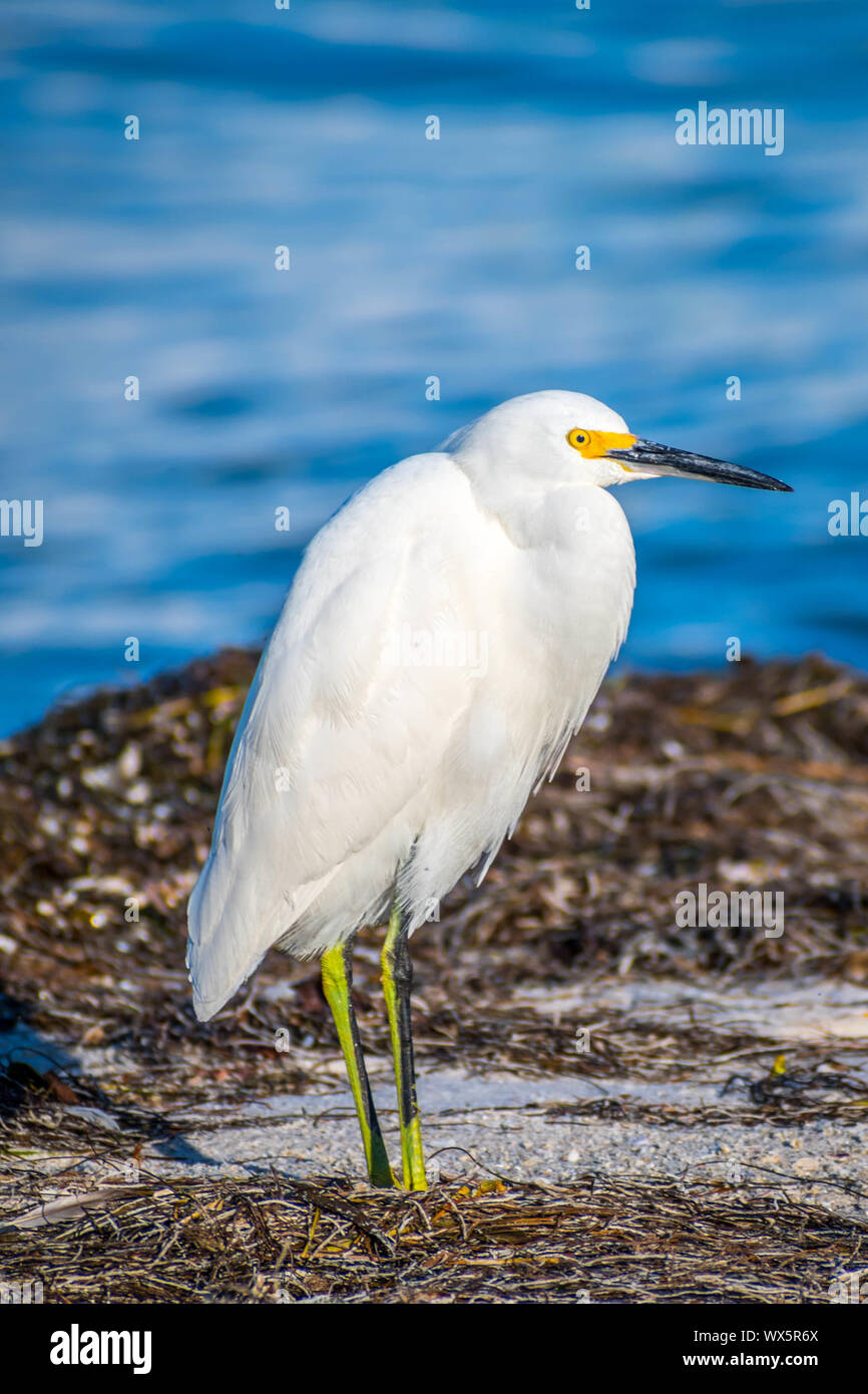 Un Snowy airone bianco in Anna Maria Island, Florida Foto Stock Un Snowy airone bianco in Anna Maria Island, Florida Foto Stock