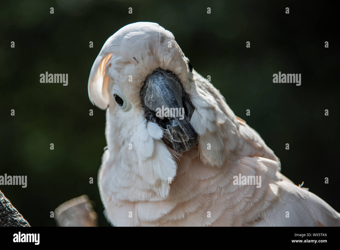 Cockatoo siede nella struttura ad albero Foto Stock