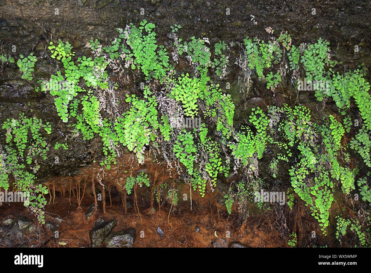 Southern felce capelvenere, nero felce capelvenere, felce capelvenere o Venere capelli fern Foto Stock