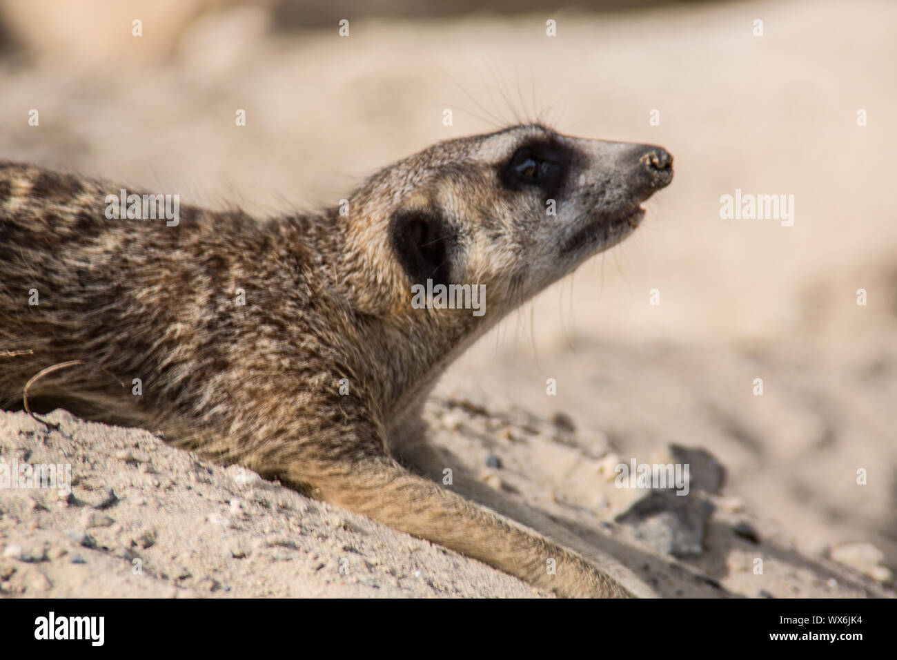 Meerkats giocando nella sabbia Foto Stock