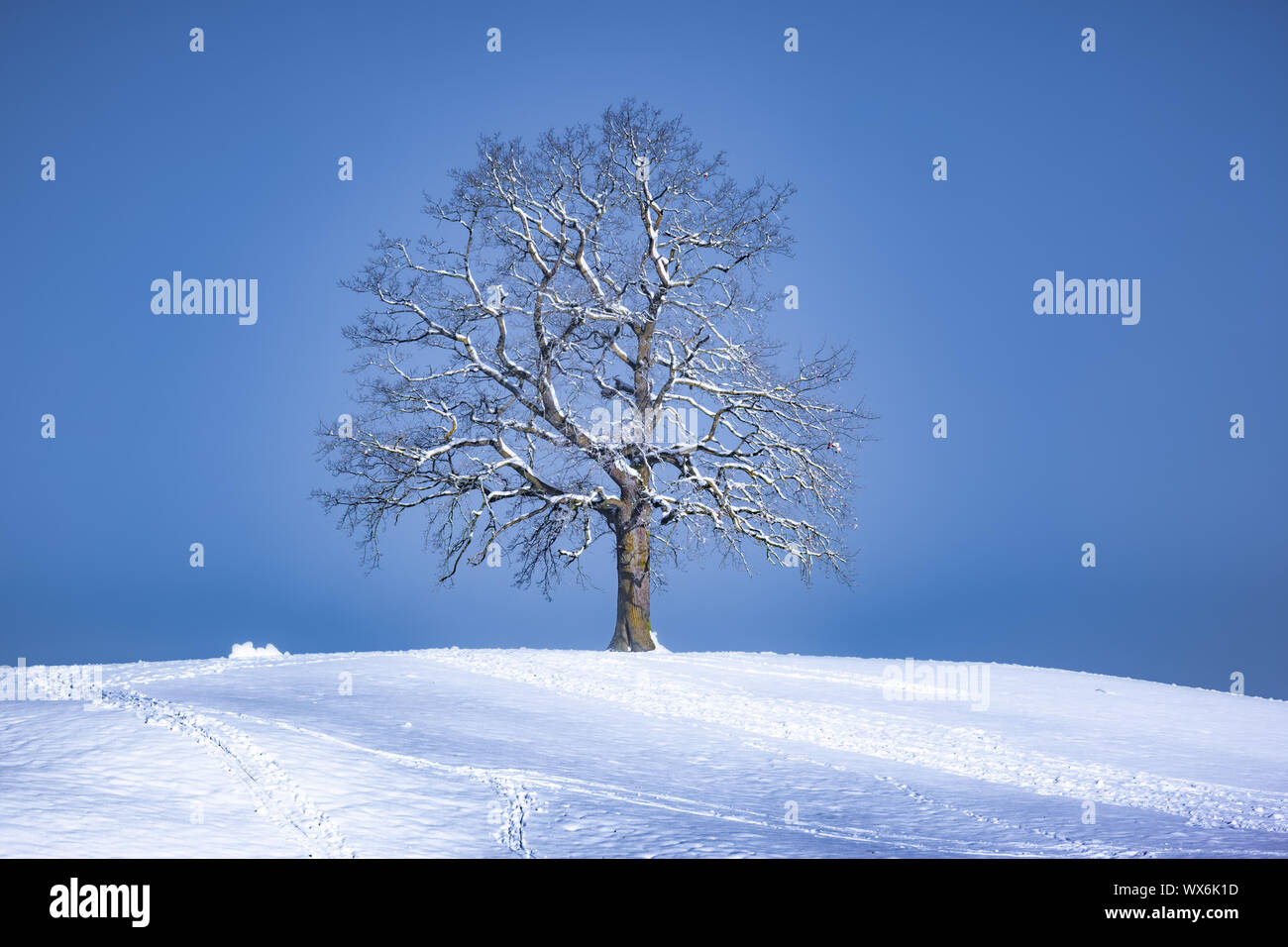 Bellissimo albero solitario su una collina innevate nella stagione invernale Foto Stock