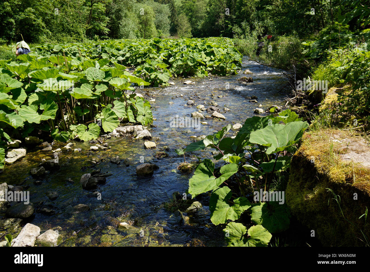 Fiume panchina coperta con piante Foto Stock