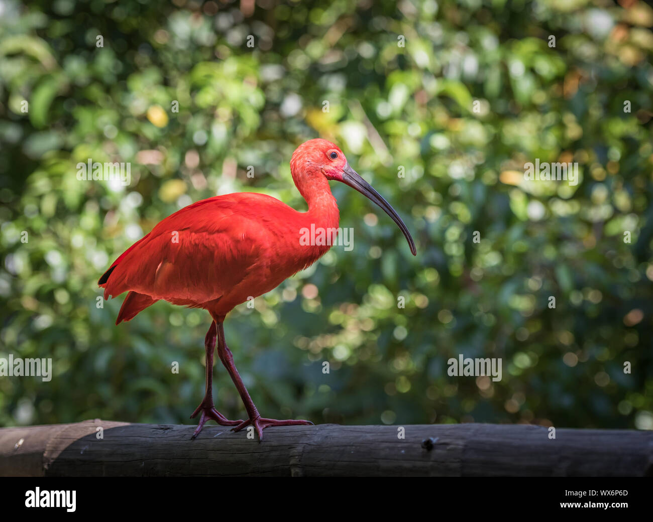 Scarlet Ibis o Eudocimus ruber Foto Stock