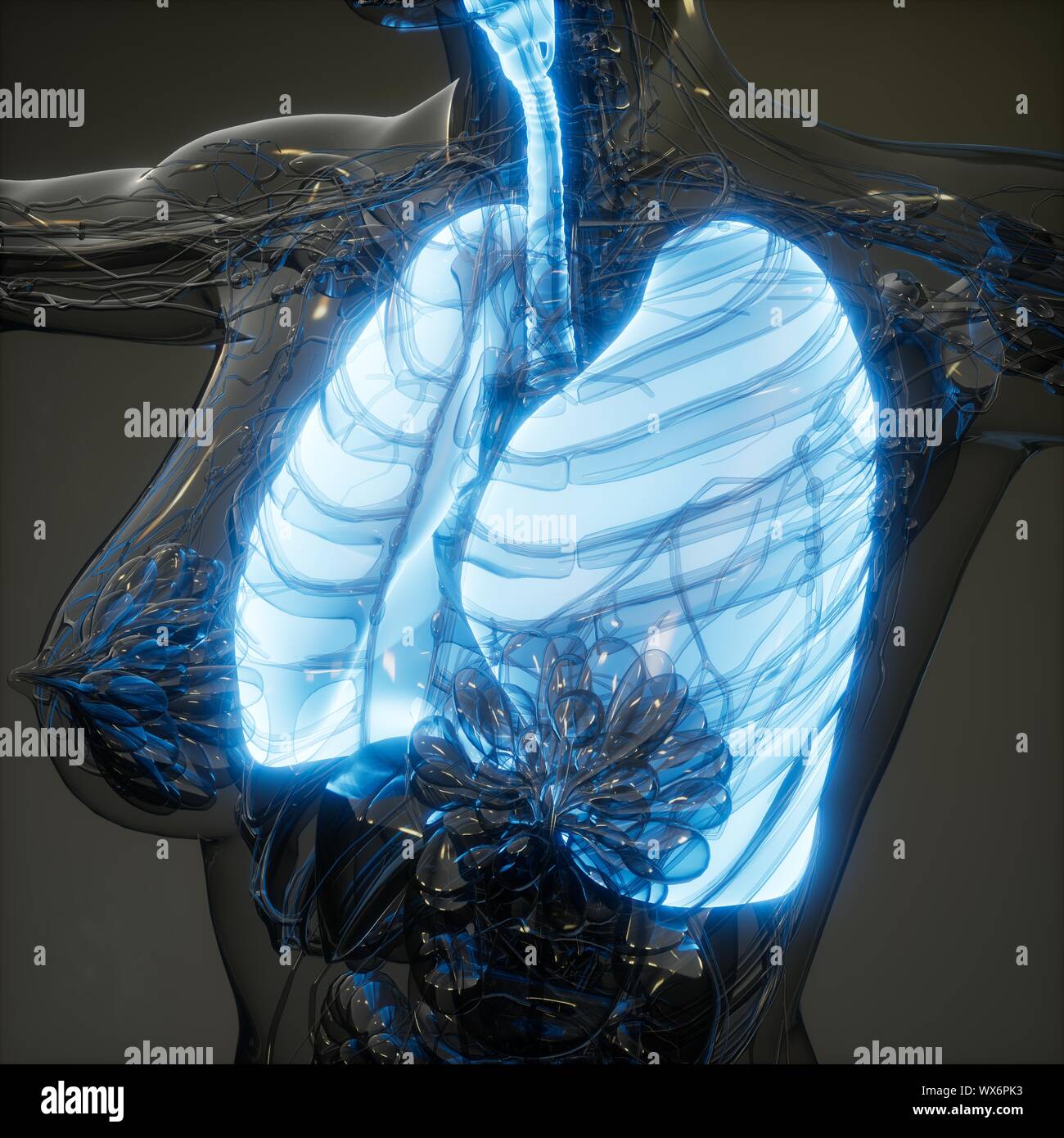 Polmoni umani esame radiologico Foto Stock