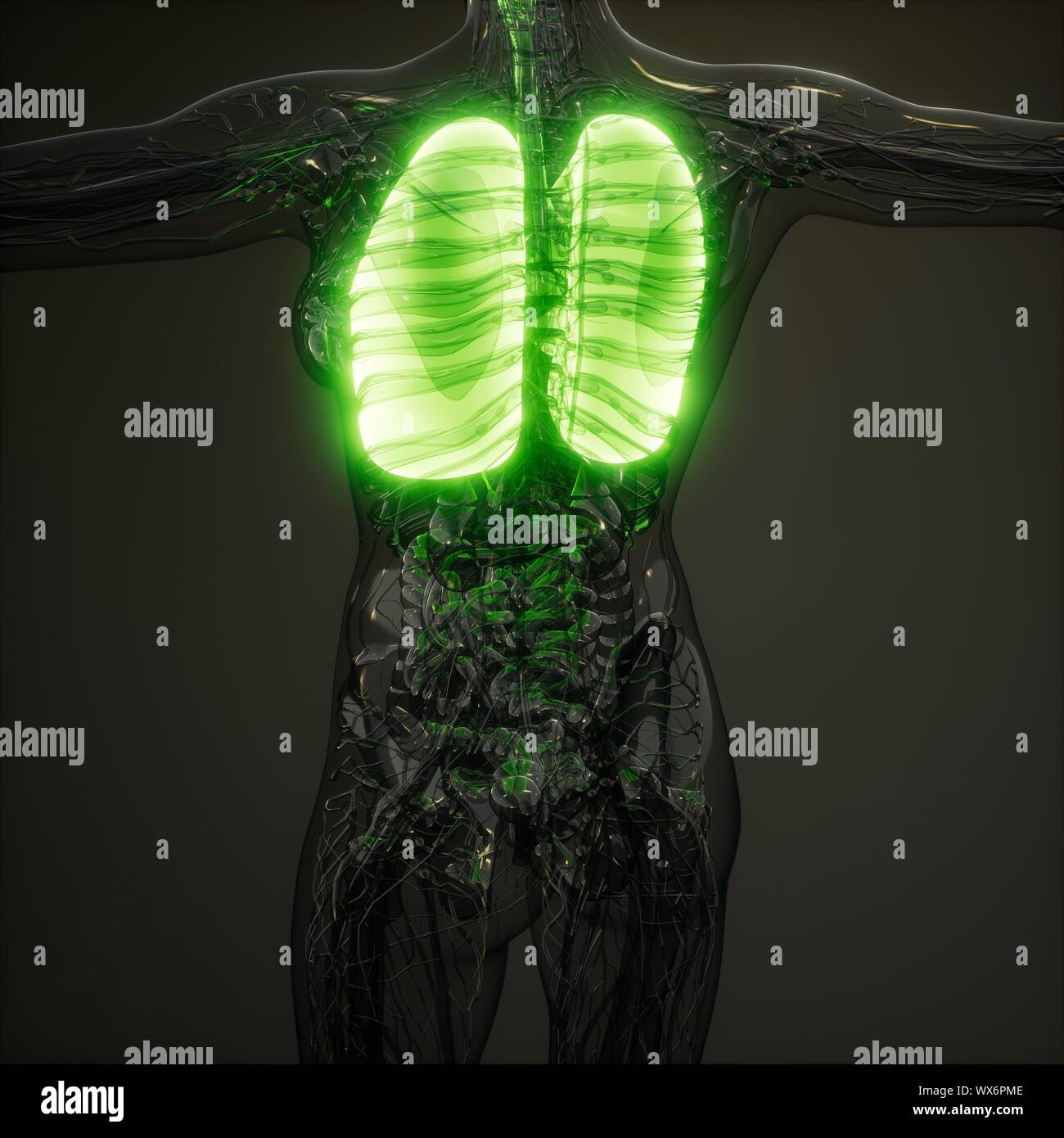 Polmoni umani esame radiologico Foto Stock