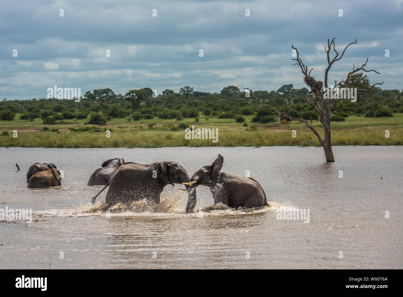 Giovani elefanti giocando in acqua, il Parco Nazionale Kruger, Sud Africa. Foto Stock