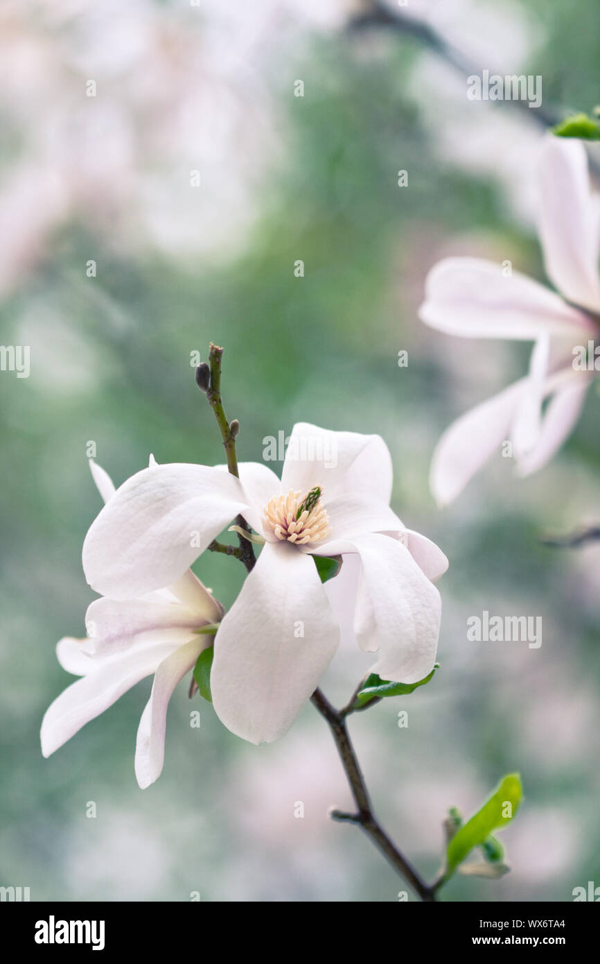 Fiori di Magnolia Foto Stock