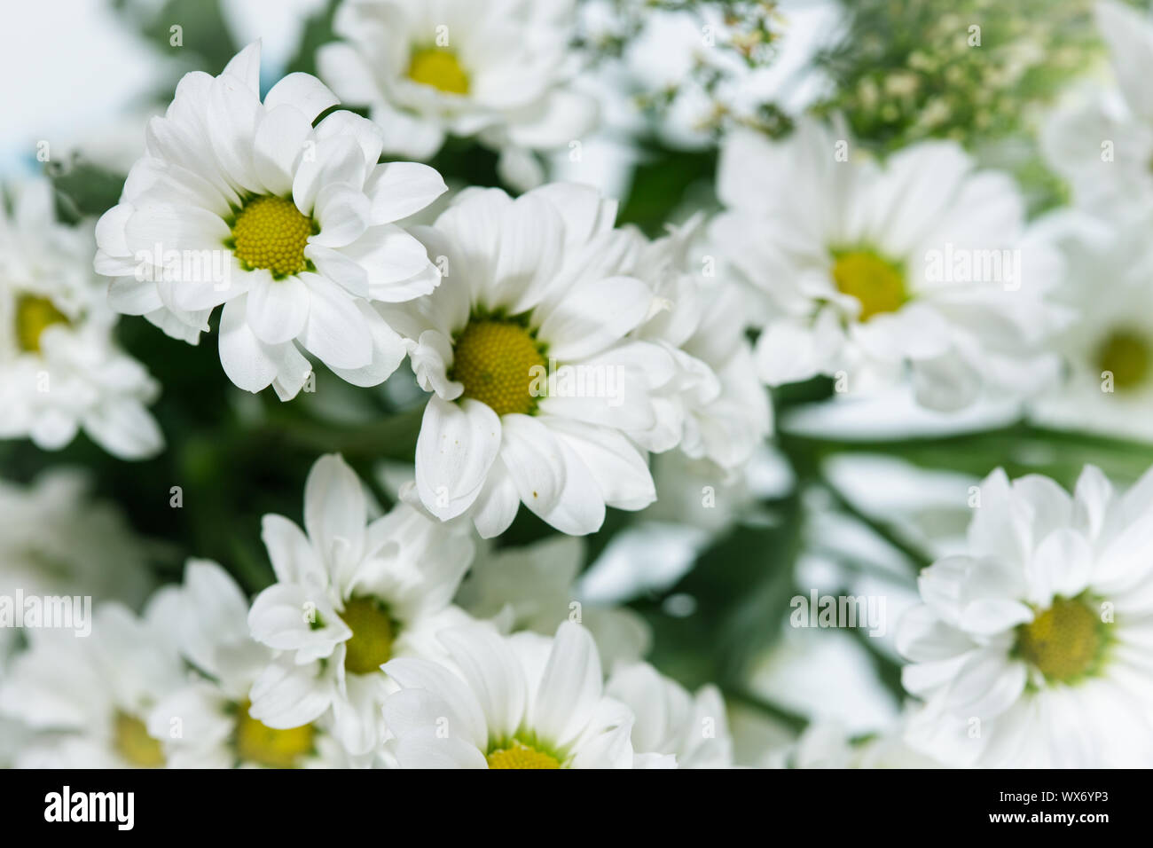 Mazzo di bianchi crisantemi Foto Stock
