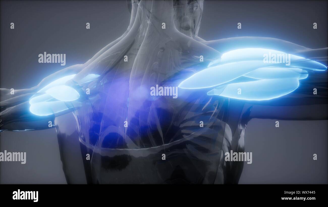 Muscolo deltoide - Visibile anatomia muscolare mappa Foto Stock
